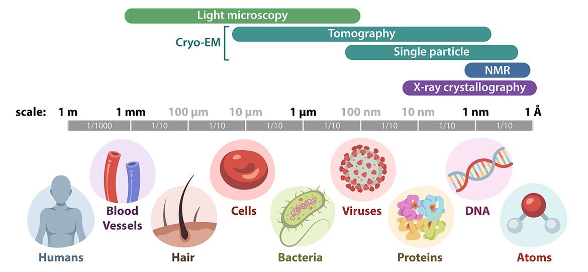 Sizing up cryo-EM