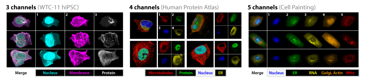 Fluorescence channels